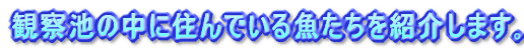 ώ@r̒ɏZł鋛Љ܂